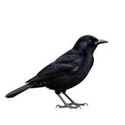 Whydah
