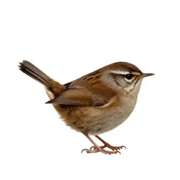 Winter wren