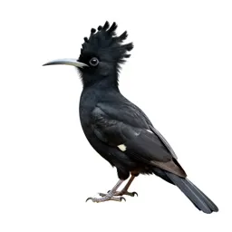 Wood hoopoe