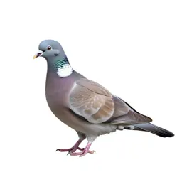 Wood pigeon