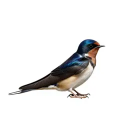 Wood swallow