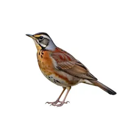 Wood thrush