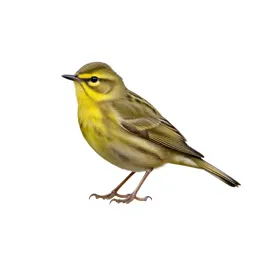 Wood warbler