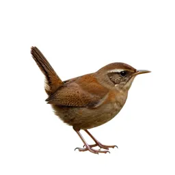 Wren