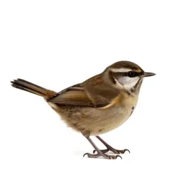 Wren-tit