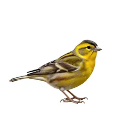 Yellow-breasted bunting