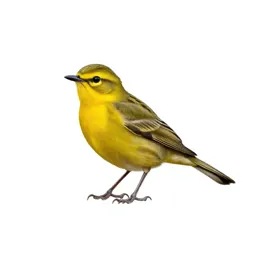Yellow-breasted chat