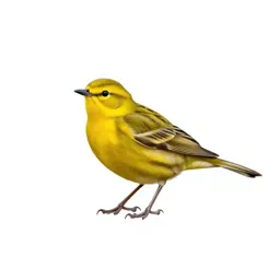 Yellow warbler