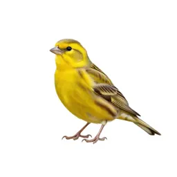 Yellowhammer
