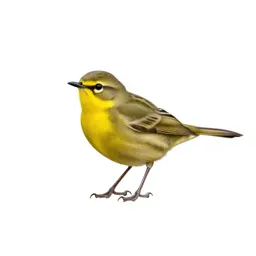 Yellowthroat