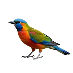 Afropavo