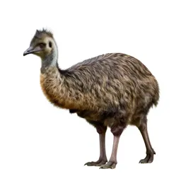 Anomalopteryx