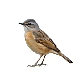 Ant shrike