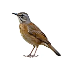Ant thrush