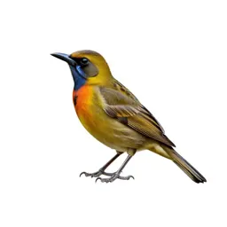 Antbird