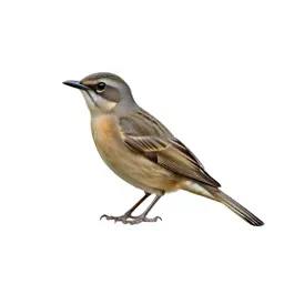 Apodiform bird