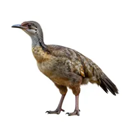 Archaeornis