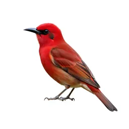 Avadavat