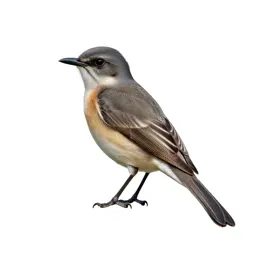 Eastern kingbird
