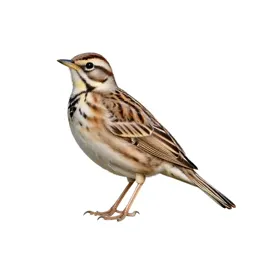 Eastern meadowlark