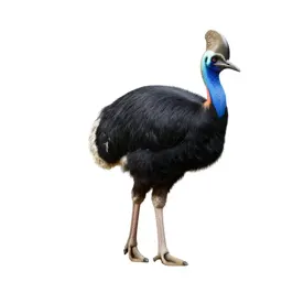 Elephant bird