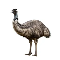 Emu