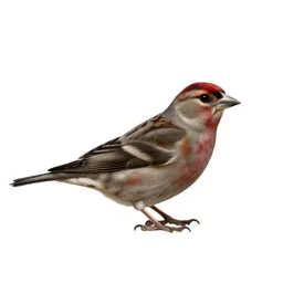 Evening grosbeak