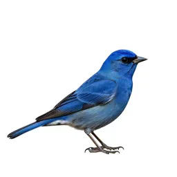 Indigo bunting