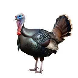 Ocellated turkey