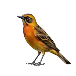 Orchard oriole
