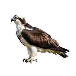 Osprey
