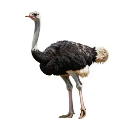 Ostrich