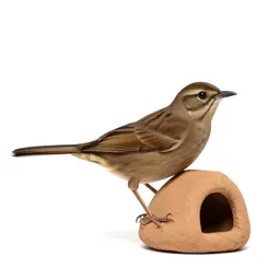 Ovenbird