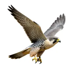 Peregrine falcon stooping