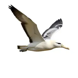 Royal albatross gliding