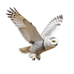 Snowy owl in flight