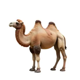 Bactrian camel