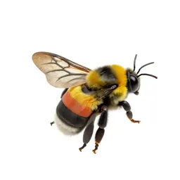 Bumblebee on approach