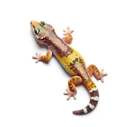Gecko on glass