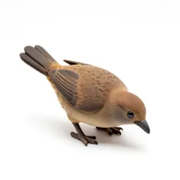 Kiwi bird foraging