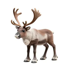 Reindeer with full antlers