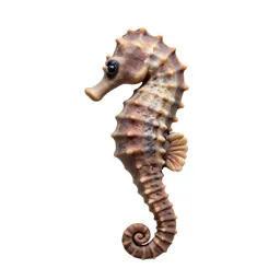 Seahorse