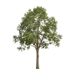 Hall tree with hooks