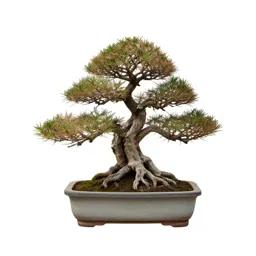 Bonsai training kit