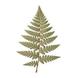 Fern fossil in shale