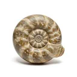 Fossilised ammonite