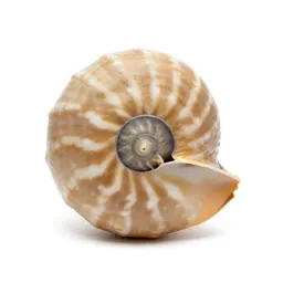 Nautilus shell