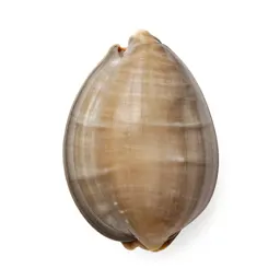 Paua shell
