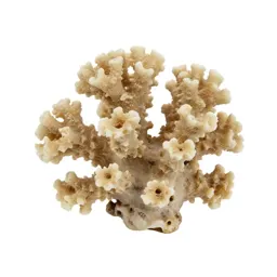 Piece of coral