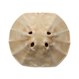 Sand dollar